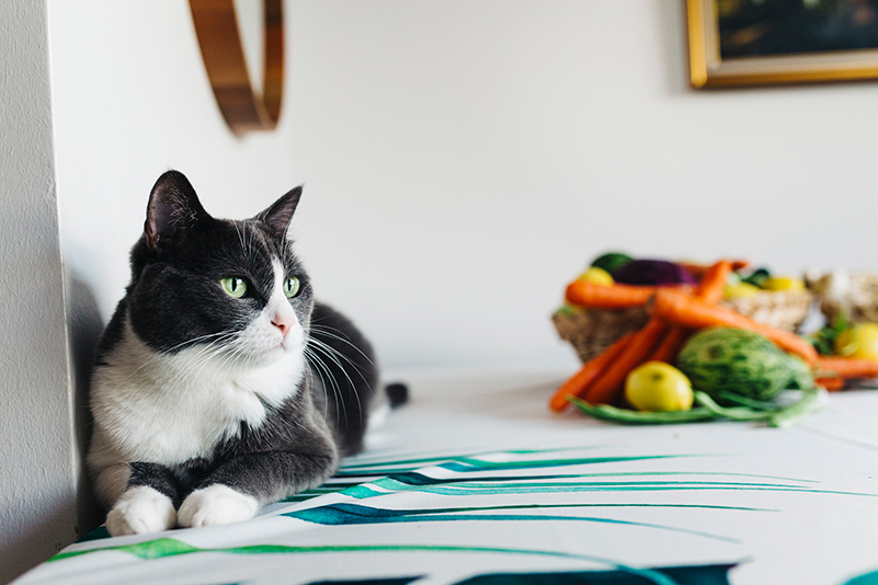 Are Cats Omnivores? An Honest Look at Vegan Cat Food